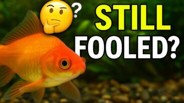 aquarium myths debunked warning graphic