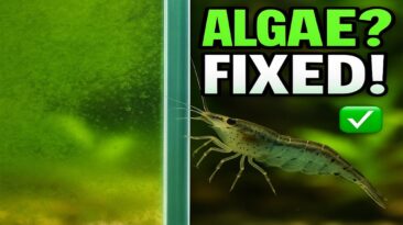 Top 5 algae eaters – natural algae control for beginners
