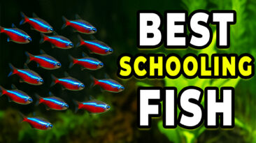 Colorful freshwater schooling fish swimming together in a planted aquarium