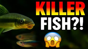 aggressive aquarium fish warning graphic