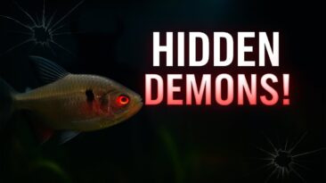 Aggressive schooling fish to avoid in community tanks