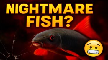 Top 7 Aquarium Fish You’ll Regret Buying — Avoid These Tank Nightmares