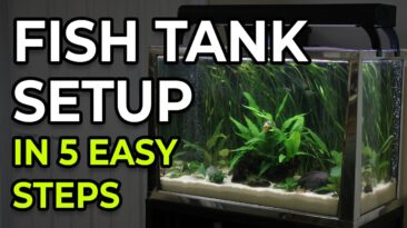 Beginner fish tank setup: 5 essential steps for first-time aquarists