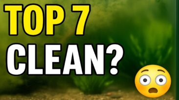 fish tank cleaning gravel vacuum pro tip guide
