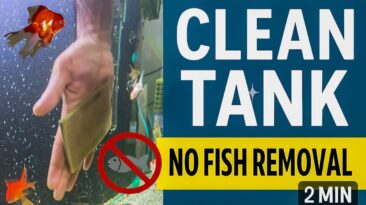 Cleaning aquarium without removing fish – safe step-by-step guide