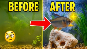 Crystal clear aquarium water – 7 easy beginner tips