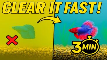 Clear cloudy aquarium water – 5 step fix tutorial