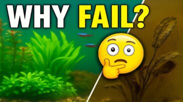 natural ecosystem aquarium crash reasons