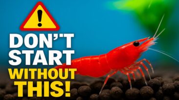 How to Set Up Your First Nano Shrimp Tank (Without Killing Your Shrimp!) How to set up your first nano shrimp tank