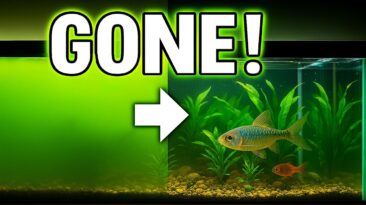 Green water in aquarium – how to fix naturally without chemicals