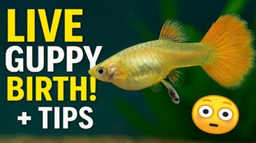 Guppy giving birth live – fry care pregnancy guide