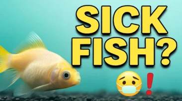 5 warning signs your aquarium fish might be sick