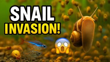 Bladder snails on aquarium glass with natural plants in background – pest snail invasion in freshwater tank