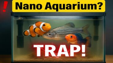 Nano Aquarium? Know This Before You Buy Small Fish Tank! Nano aquarium setup tips – avoid beginner nano tank mistakes