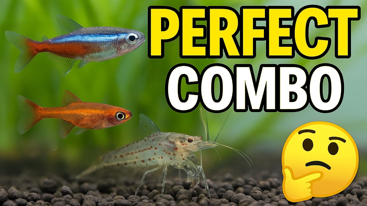 peaceful nano aquarium stocking combos guide