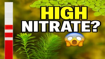 aquarium nitrate reduction natural plant-based tips