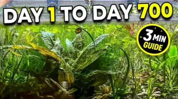 No filter CO2 aquarium setup – low-tech planted tank thumbnail