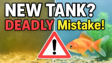 Aquarium nitrogen cycle guide – avoid fish deaths