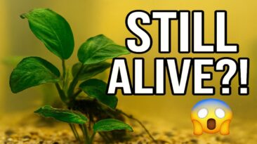 5 Aquarium Plants That Thrive Without CO₂ & Low Light – Beginner-Proof Picks hardy aquarium plants no CO₂ low light beginner guide