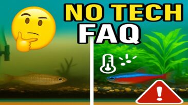 No-Tech Aquarium FAQ: Can You Really Keep Fish Without a Filter, CO₂ or Water Changes?