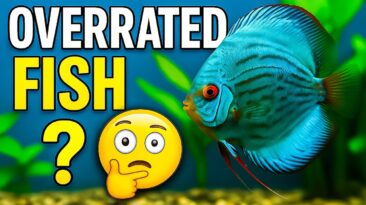 Top 7 Overrated Aquarium Fish Beginners Regret Buying (They’re Not as Easy as You Think) 7 overrated aquarium fish that aren’t beginner-friendly