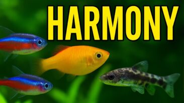 Peaceful community fish that live well together – beginner-friendly combos