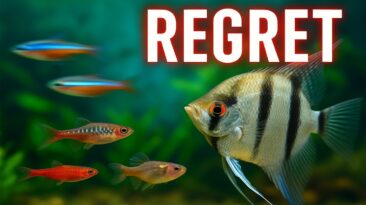 Peaceful fish that secretly cause chaos – avoid these species