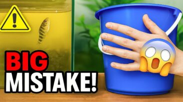 Don’t skip water changes in new aquariums – avoid hidden toxins
