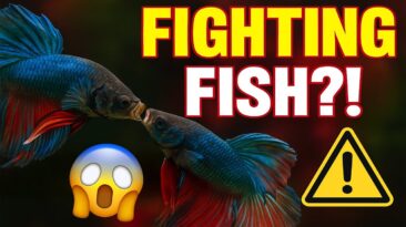 “Peaceful Aquarium – Stop Fish Fighting” text over calm community tank photo