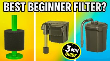 Sponge, HOB, and canister filters lined up with text: “Top 3 Filters for Beginners”