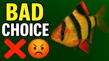 Top 5 aquarium fish you’ll regret buying
