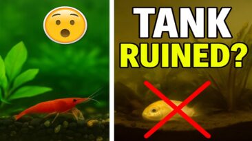 Top 5 Beginner Mistakes That RUIN Nano Tanks (And How to Fix Them Fast) 5 beginner mistakes that ruin nano tanks