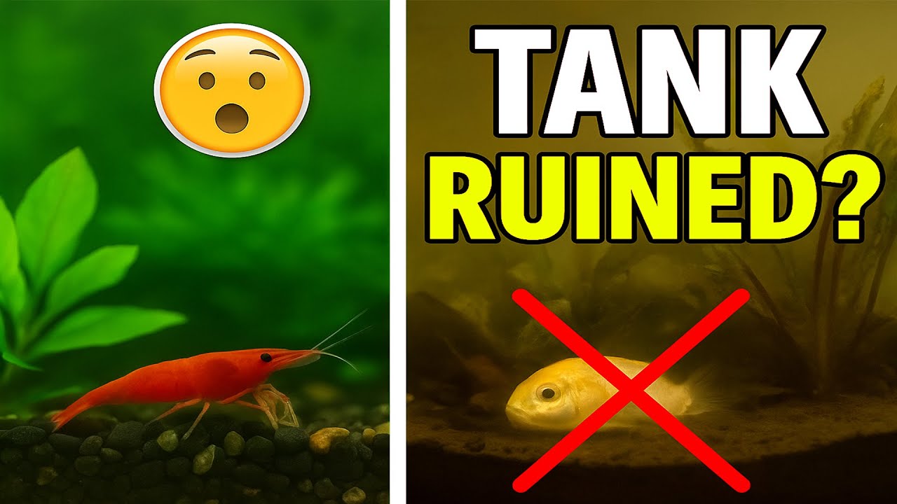 5 beginner mistakes that ruin nano tanks