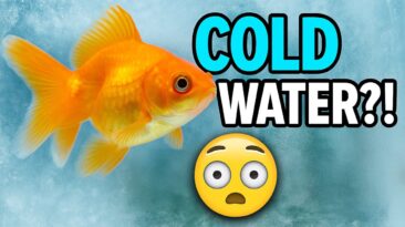 Colorful coldwater fish for beginners in unheated aquarium