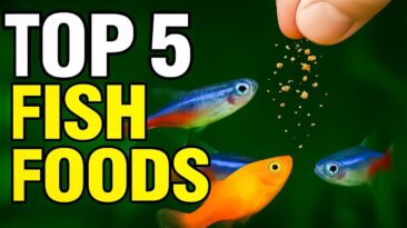 Best Fish Foods for Happy Nano Fish and Crystal Clear Water!