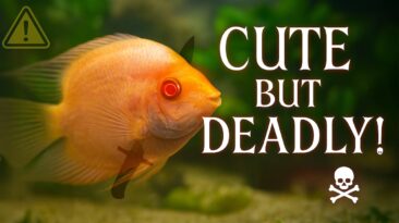 Colorful aquarium fish in planted tank – species known for aggressive hidden behavior toward other fish