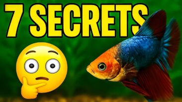 Top 7 aquarium secrets most fishkeepers don’t know