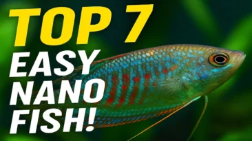 Colorful nano fish lined up in a planted 5-gallon tank – beginner small aquarium guide