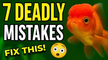 Top 7 DEADLY Aquarium Mistakes That Kill Fish (And How to Avoid Them!) 7 deadly aquarium mistakes every beginner should avoid