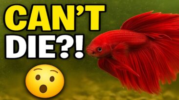 Top 3 Aquarium Beginner Fish That Are Nearly Impossible to Kill