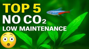 Top 5 Easy Aquarium Plants – No CO₂, Perfect for Nano Tanks Top 5 no‑CO₂ aquarium plants for nano tanks