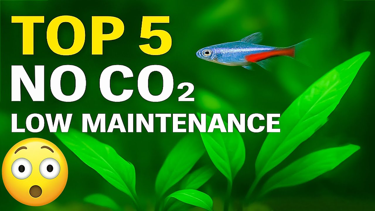 Top 5 no‑CO₂ aquarium plants for nano tanks