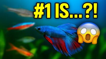 Top 5 small tank aquarium fish – colorful and beginner friendly