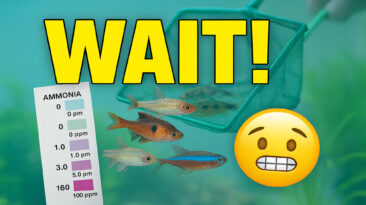 Beginner fishkeeper testing water before adding fish. Wait Before Adding Fish: 5 Signs Your Tank Is Ready