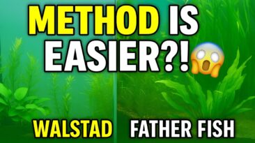 Natural tank comparison – Walstad vs Father Fish
