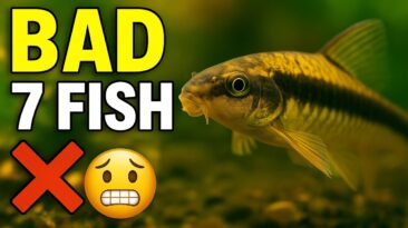 Worst beginner fish that ruin tanks – avoid these species