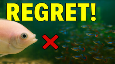 peaceful aquarium fish that cause aggression and stress