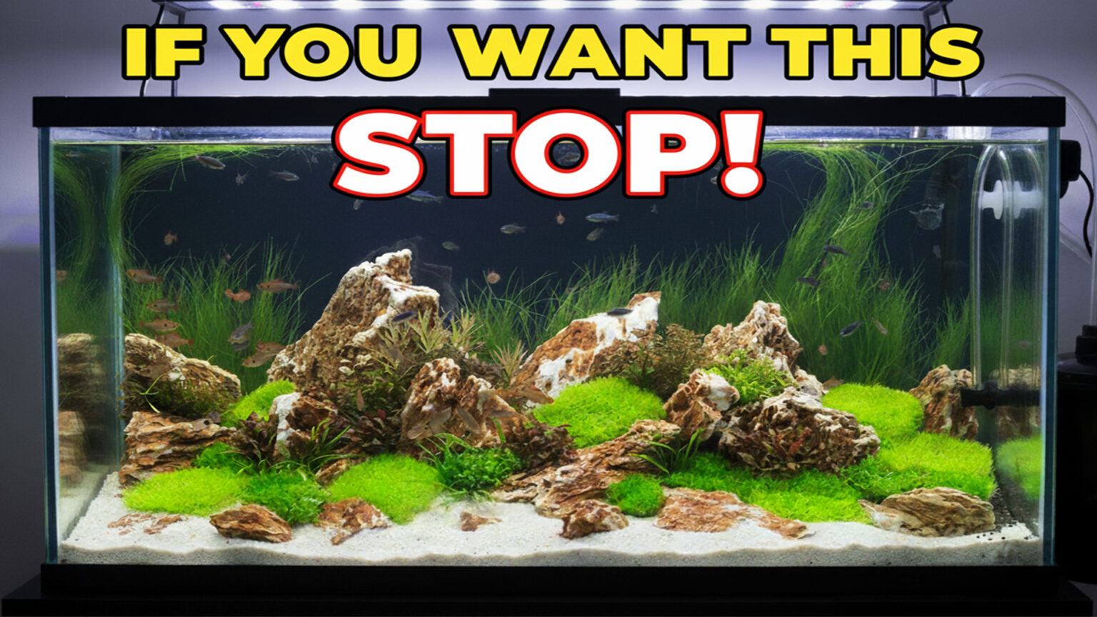 View of How to Build a Self-Sustaining Aquarium (No CO2, No Filter, No Water ...