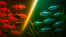 Discover the 10 best & worst schooling fish, science-backed tips, and setups for a peaceful, balanced aquarium