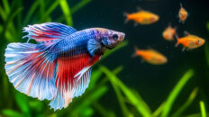 Real betta tank mates that truly work—no aggression. Learn safe companions, setup rules, and pro tips to build a calm, planted betta community